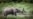 Cameroonian Villagers Say Elephants Devastate Farmlands, Plead for Help