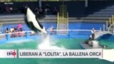 Ballena orca del acuario de Miami será liberada en su habitat natural 