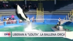 Ballena orca del acuario de Miami será liberada en su habitat natural 