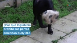¿Por qué Inglaterra prohíbe los perros american bully XL? 