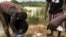 FILE - A group of illegal gold panners wash sand collected from a riverbed as they look for specks of gold, in Kibi area, southern Ghana, April 12, 2017.