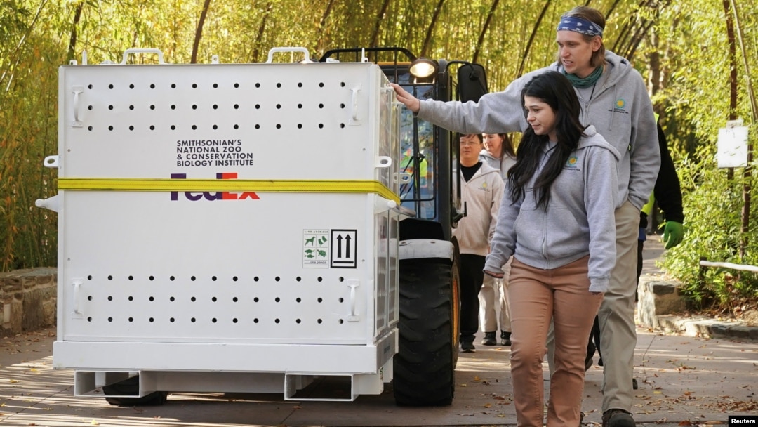 A member of the panda care team rests his hand on the crate containing the youngest panda, Xiao Qi Ji, as it makes its way to a waiting truck as the pandas depart Smithsonian’s National Zoo on their journey to China, in Washington, Nov. 8, 2023.