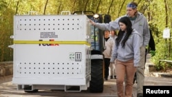 A member of the panda care team rests his hand on the crate containing the youngest panda, Xiao Qi Ji, as it makes its way to a waiting truck as the pandas depart Smithsonian’s National Zoo on their journey to China, in Washington, Nov. 8, 2023.