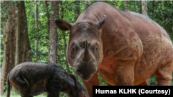 Rosa, badak sumatera, melahirkan anak betina di Suaka Rhino Sumatera Taman Nasional Way Kambas (SRS TNWK), Lampung pada 24 Maret 2022. (Foto: Humas KLHK)