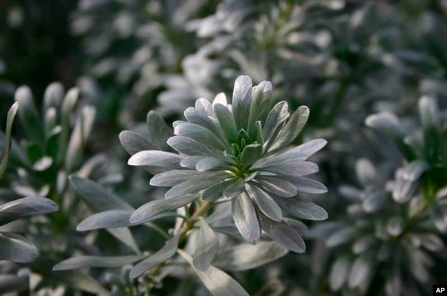 This undated image provided by Missouri Botanical Garden shows the foliage of a silverbush (Convolvulus cneorum) plant. The fast-growing, drought-tolerant evergreen is a good choice for covering ground in desert climates. (Missouri Botanical Gardens via AP)