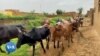 Mali : les défis de l'insécurité et le vol de bétails
