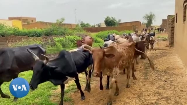 Mali : les défis de l'insécurité et le vol de bétails Mali : les défis de l'insécurité et le vol de bétails