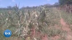 Crippling Drought Devastates Matabeleland
