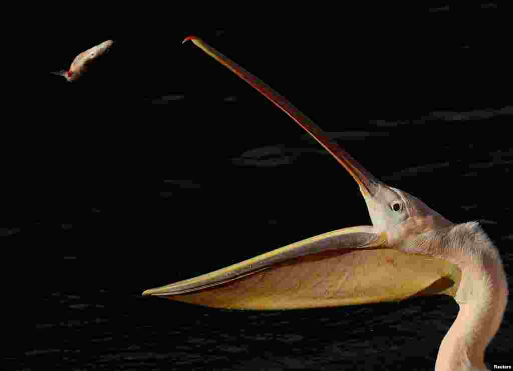 A pelican prepares to catch a freshwater roach fish during feeding time at St James's Park in London, Britain.