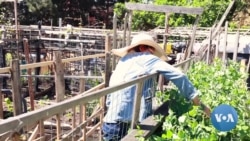 Seattle Community Garden Becomes Second Home for Asian Immigrants 