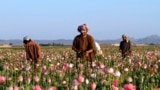 Para petani memanen bunga opium di distrik Zhari, Provinsi Kandahar, Afghanistan. (Foto: Allauddin Khan/AP Photo)