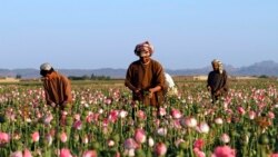 အာဖဂနစ္စတန်မှာ ဘိန်းစိုက်ပျိုးမှု ၉၅ ရာခိုင်နှုန်းကျဆင်း (UNODC) 