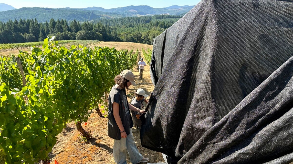 How rising temperatures are altering Napa's wine-growing season - ABC News