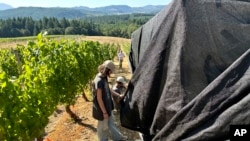 Oregon State University students seal a makeshift greenhouse with tape where wine grapes will be exposed to smoke at the university's vineyard near Alpine, Ore., Sept. 8, 2023. 