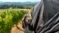 Oregon State University students seal a makeshift greenhouse with tape where wine grapes will be exposed to smoke at the university's vineyard near Alpine, Ore., Sept. 8, 2023. 