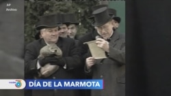 Día de la marmota: Tradición estadounidense que asegura predecir la llegada de la primavera