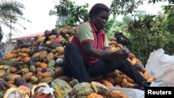 FILE - A farmer works on cocoa pods in Ntui village, Cameroon, December 17, 2017.