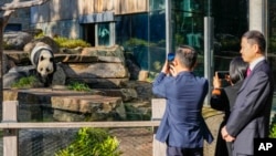 Members of the Chinese delegation take photos of giant panda, Wang Wang, during a visit by Chinese Premier Li Qiang to Adelaide Zoo, Australia, June 16, 2024.