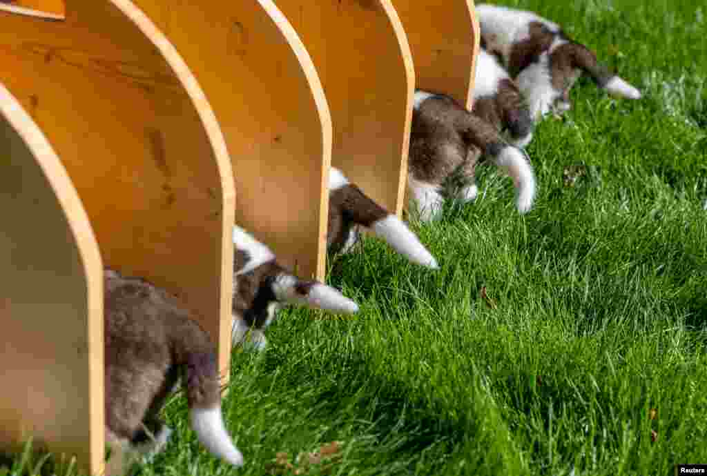 Six St. Bernard puppies of Roxy van de Burggravehoeve eat wet kibble for the first time at the nursery of the Barry foundation, following their birth on August 28 in Martigny, Switzerland, Sept. 25, 2023. 