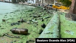 Desechos plásticos recubiertos de petroleo yacen en una orilla también poblada del llamado verdín, en el Lago de Maracaibo, Venezuela, en esta foto tomada el pasado 4 de julio de 2023.