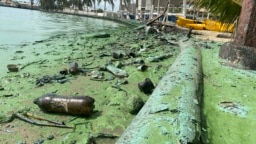 Desechos plásticos recubiertos de petroleo yacen en una orilla también poblada del llamado verdín, en el Lago de Maracaibo, Venezuela, en esta foto tomada el pasado 4 de julio de 2023.