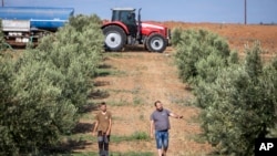 Farmers Dimitris Papadakis, right, and his son Dimitris Papadakis Jr, inspect their olive trees, in the village of Nea Silata at Halkidiki peninsula, northern Greece, Aug. 19, 2024.