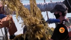 سمندری کائی ماہی گیروں کی آمدن کا نیا ذریعہ