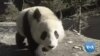 VOA Asia Weekly: US-China Panda Diplomacy Ending