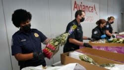 460 millones de flores sudamericanas llegan a EE. UU. y Canadá para San Valentín