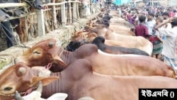 বাংলাদেশে এ বছর কোরবানি হয়েছে ১ কোটি ৪১ হাজার ৮১২ টি পশু