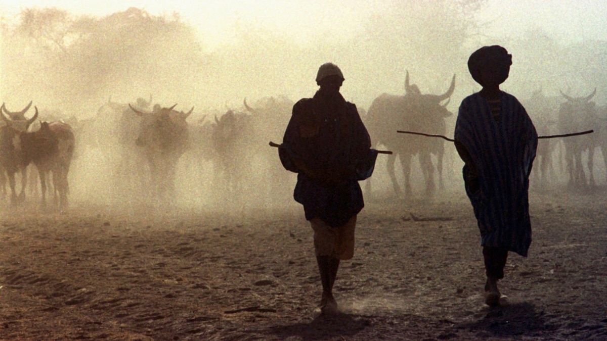 Cattle Raiding by Jihadis Soars in Mali, Fuels Conflict - Vimarsana News