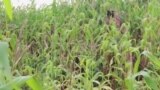Crops Wither Amid Africa's Fertilizer Price Spike