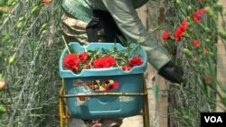 Un trabajador recogiendo flores en un cultivo de flores en Nemocón, Cundinamarca. FOTO: Nelson Morales, VOA.