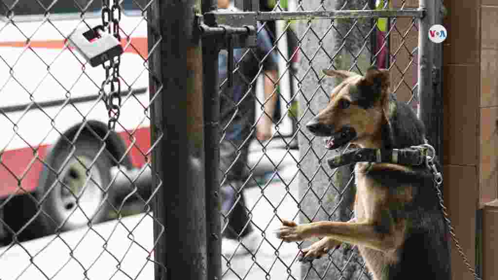 Uno de los 43 perros que espera ser adoptado en el refugio canino El Valle.