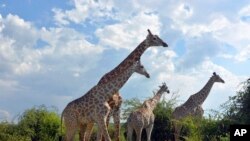 FILE - Giraffes in the Chobe National Park in Botswana, March 3, 2013. Africa's Okavango delta has seen a decline in river quality partly due to its burgeoning tourism industry.