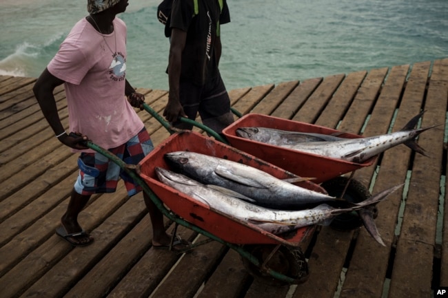 Fishermen carry tuna in Santa Maria, island of Sal, Cape Verde, Friday, Aug. 25, 2023. (AP Photo/Felipe Dana)