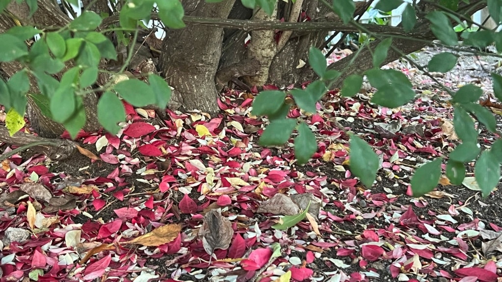 Should You ‘Leave the Leaves’ on the Ground?