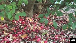 This Nov. 3, 2023, image shows fallen leaves on Long Island, New York. (Jessica Damiano via AP)