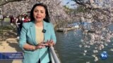 VOA Uzbek Cherry Blossom 2023
