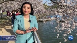 Amerika Manzaralari: Qurol, tarix, futbol