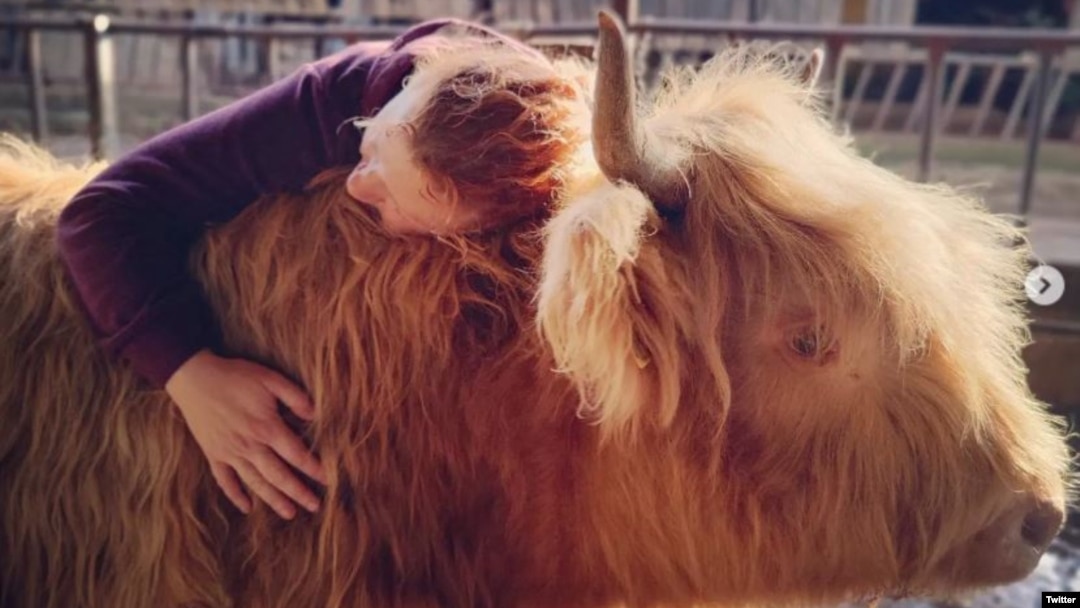 Memeluk sapi di Dumble Farm, East Yorkshire, Inggris. (Twitter/@dumblefarm/)