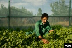Mohammad Rafiq works inside a greenhouse located in Tahab area of Pulwama district on the Indian side of Kashmir. (Wasim Nabi/VOA)