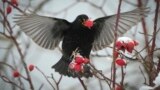 A blackbird feeds on a tree in city park in Tallinn, Estonia, Nov. 28, 2023. 