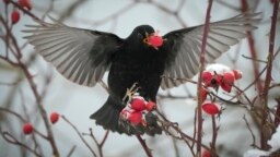A blackbird feeds on a tree in city park in Tallinn, Estonia, Nov. 28, 2023. 