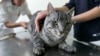 Kendalikan Populasi Kucing, Pusat Adopsi Hewan di New Jersey Gelar Kampanye “Kebiri Mantan Kamu” 