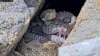 In this image taken from a Project Rattlecam video, an adult rattlesnake rests with juveniles at a den under remote observation in Colorado on Aug. 22, 2024. 