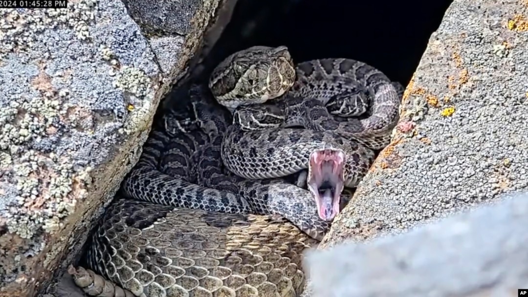 In this image taken from a Project Rattlecam video, an adult rattlesnake rests with juveniles at a den under remote observation in Colorado on Aug. 22, 2024. 