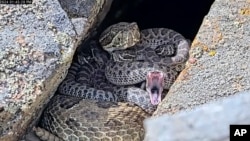 In this image taken from a Project Rattlecam video, an adult rattlesnake rests with juveniles at a den under remote observation in Colorado on Aug. 22, 2024. 