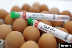 سائنس دانوں کا کہنا ہے کہ برڈ فلو کی ویکسینز پر کثیر سرمایہ صرف کرنے کی بجائے مرغیوں کی ایسی نسل تیار کرنا سہل اور ارزاں ہے جو برڈفلو وائرس کا مقابلہ کر سکتی ہو۔