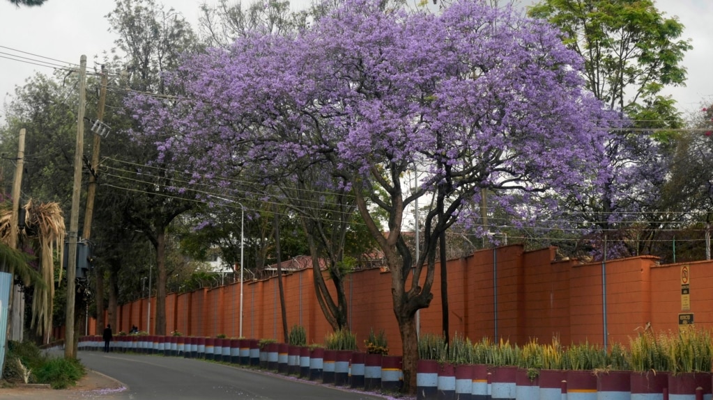 Kenya Surprises Public with Holiday to Plant Trees